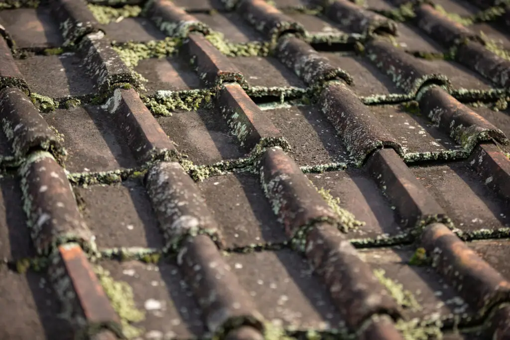 Mold and algae on roofs - A residential property's roof showing clear growth of mold and algae.