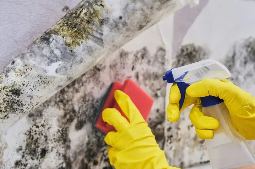 Removing mold and algae on roofs - A man wearing gloves removing mold and algae using a bleach solution.