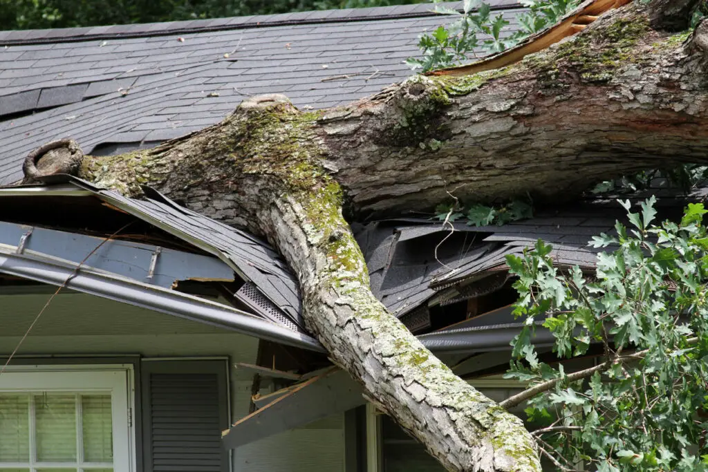 Homeowner's insurance for roof damage - A fallen tree damaging a residential home's roof.